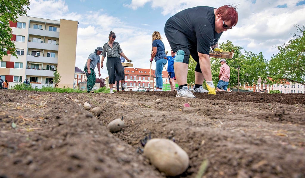In der Ackerstraße, dort wo einst Plattenbauten standen, werden in der Urbanen Farm nun Kartoffeln gepflanzt.