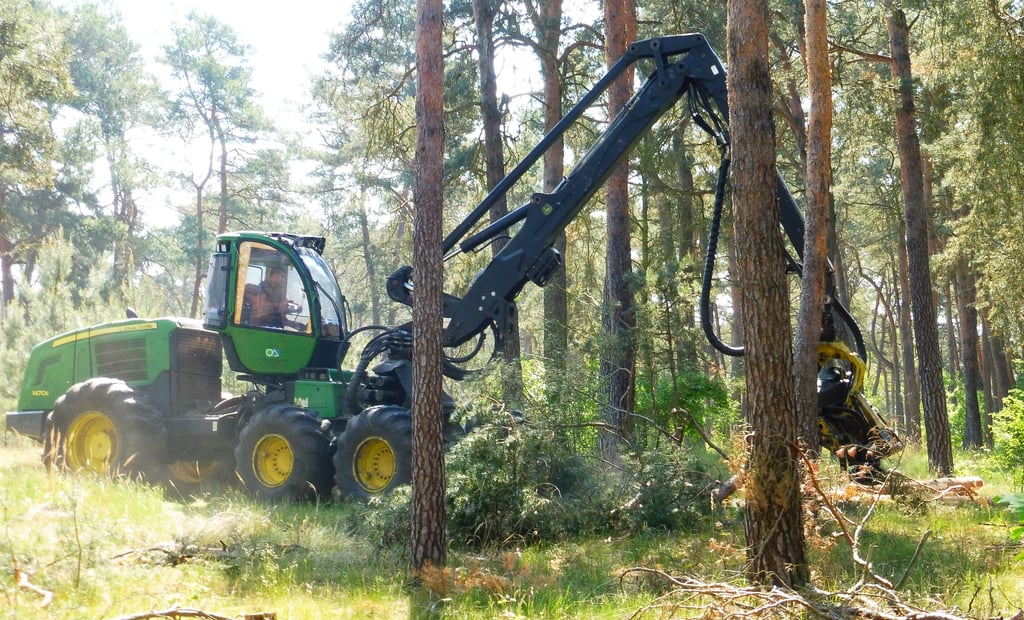 Neben dem Bürgerholz werden auch Flächen in Parchau mit einem Harvester durchgeforstet.