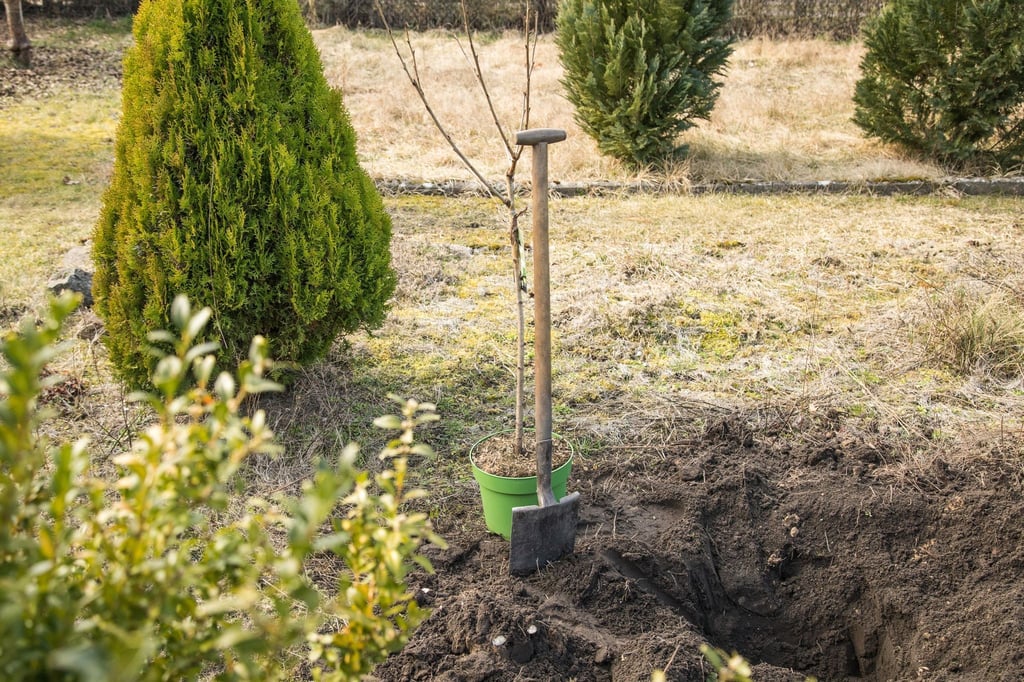 Bäume brauchen bestimmte Standortbedingungen, um gut zu wachsen. Aber auch Gärten können nur bestimmten Bäumen den Raum geben. Ob beides zusammenkommt, kann man auf Citree.de prüfen.