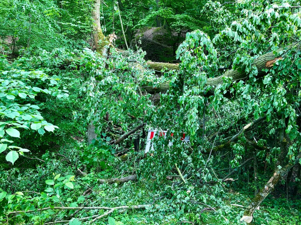 Die kleine Holzbrücke am Eingang vom Corseburger Weg aus ist vom Baum verschüttet. Das Brückengeländer ist zerstört.