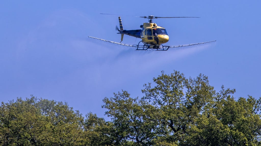 Ein Spezialhubschrauber versprüht über einer Allee im mecklenburgischen Ludwigslust ein Insektizid gegen den Eichenprozessionsspinner.