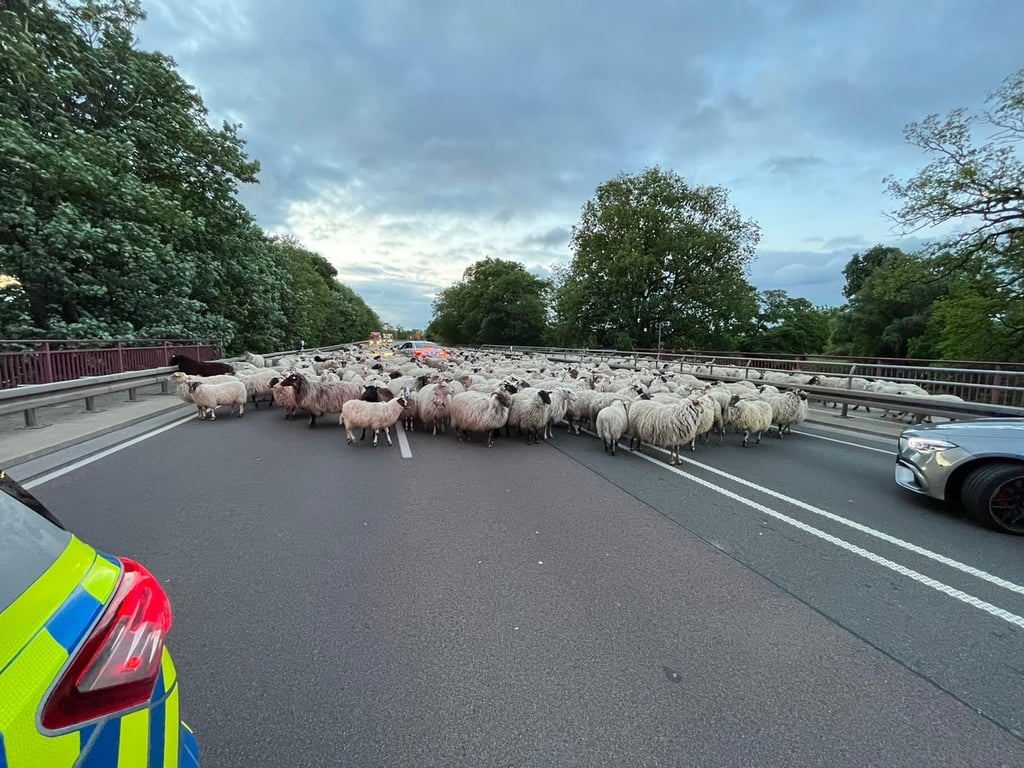 Die Schafherde hat am Samstag die Bundesstraße 185 blockiert.