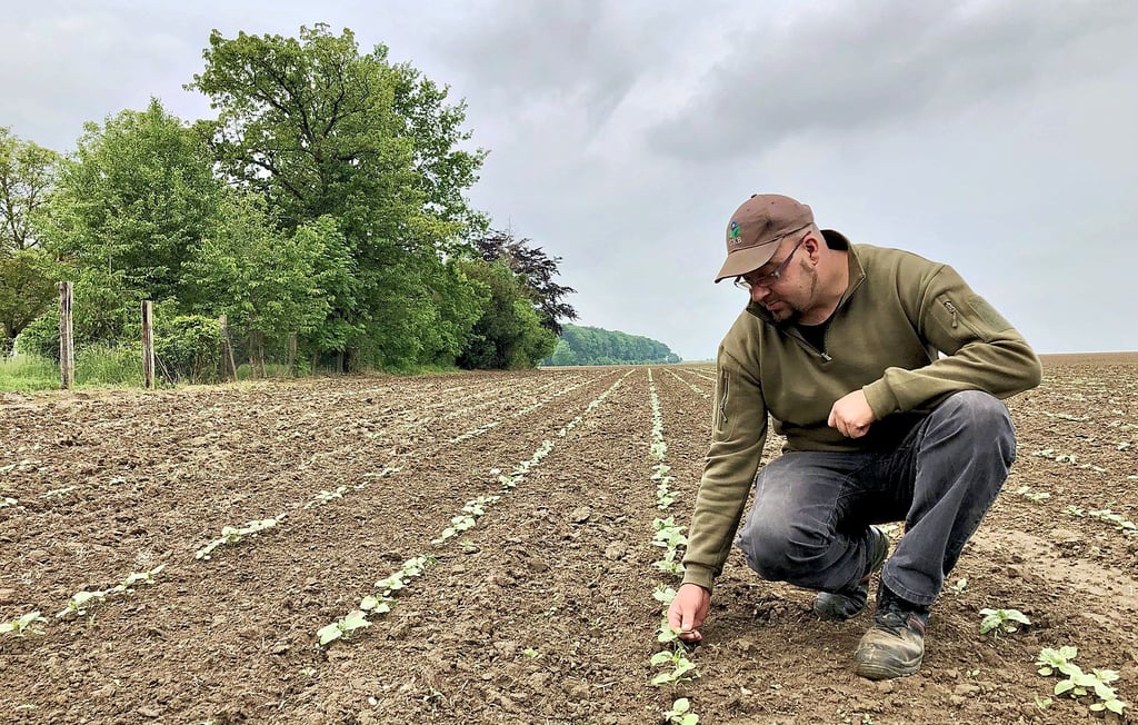 Landwirt Stephan Frank aus Quesnitz kontrolliert, ob seine in diesem Jahr zum ersten Mal gelegten Sonnenblumen aufgegangen sind.