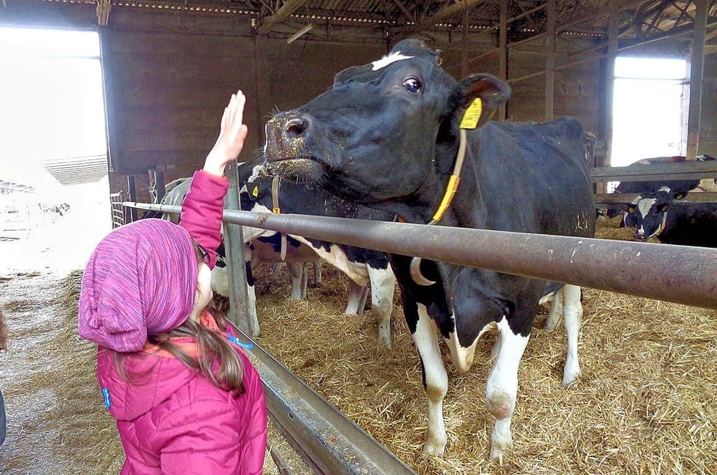 Kontaktaufnahme: Vorsichtig streichelt ein Kinder der katholischen Grundschule Oschersleben eine Kuh.