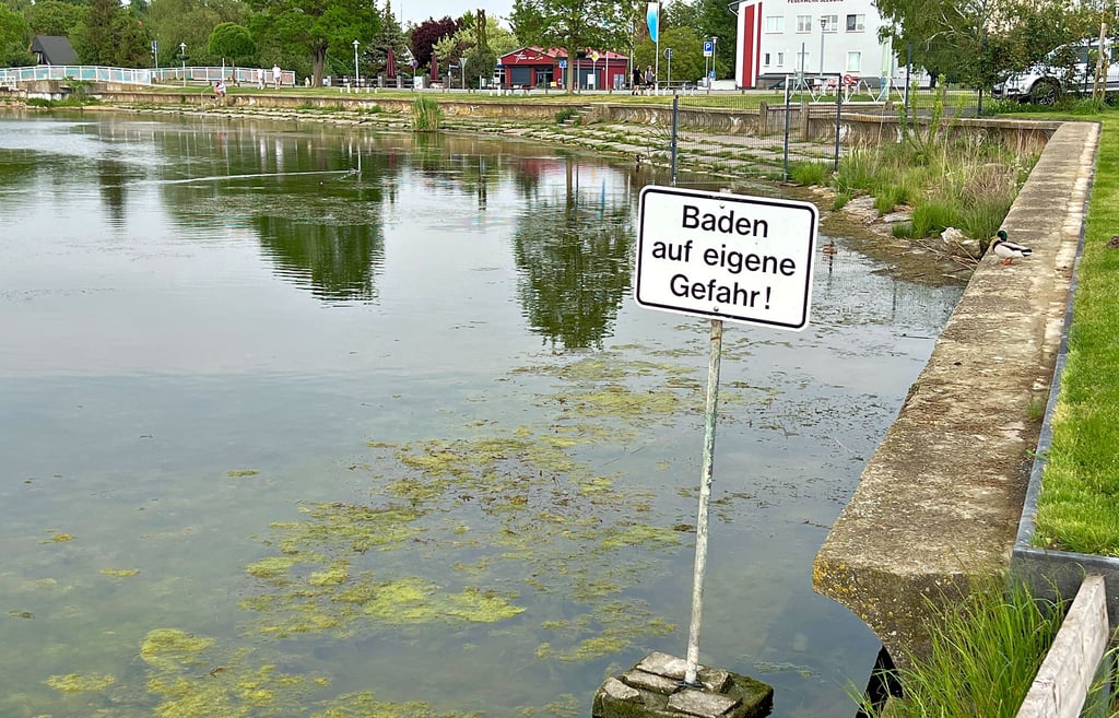 An manchen Stellen des Süßen Sees wachsen aktuell Pflanzen aus dem Wasser. Dort ist die Badequalität sehr eingeschränkt.