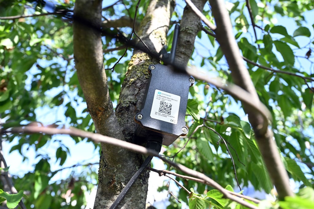 In der Baumkrone ist die Antenne angebracht, die von dem im Boden befindlichen Sensor Daten übermittelt. Dies ist Teil eines Pilotprojekts, um mit Hilfe digitaler Sensortechnik die Bewässerung von Bäumen zu optimieren und den damit zusammenhängenden Wasserverbrauch zu reduzieren.