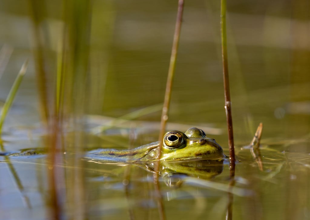 Aktuell setzt sich der Negativtrend bei der Amphibienpopulation weiter fort.