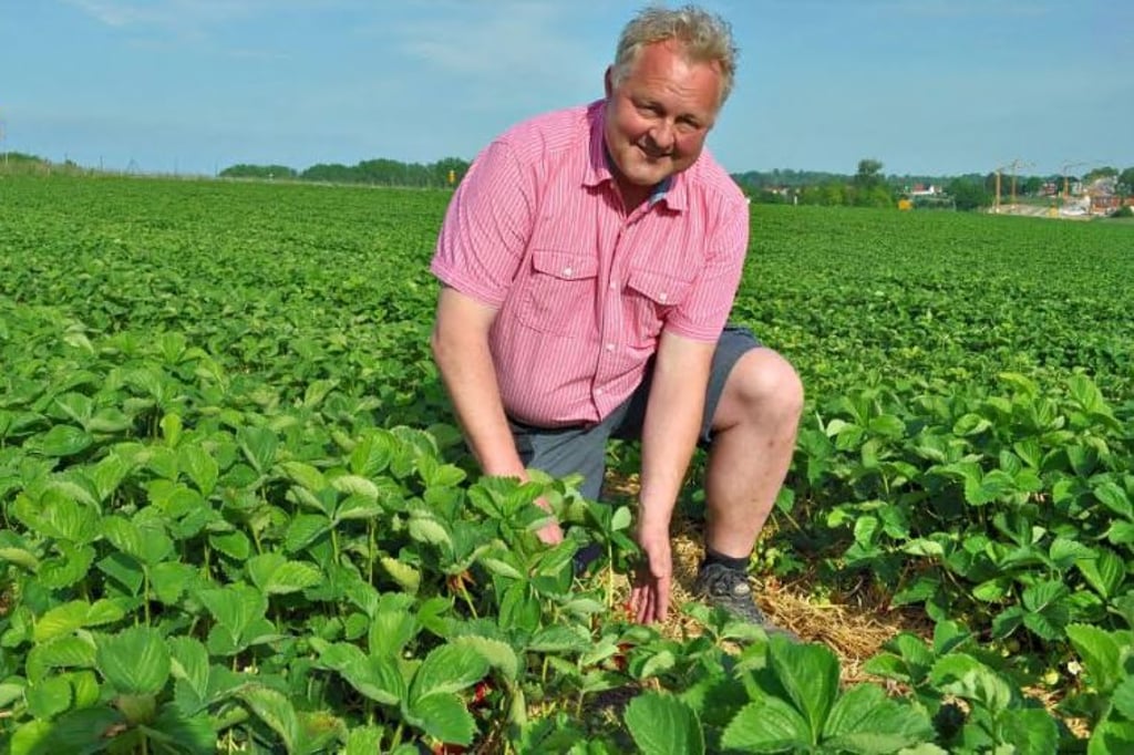 Landwirt Martin Beck aus Keutschen isst auch selbst gerne Erdbeeren.
