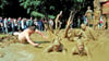 Alter Brauch zu Pfingsten: Dreckschweinfest im Mansfelder Land 