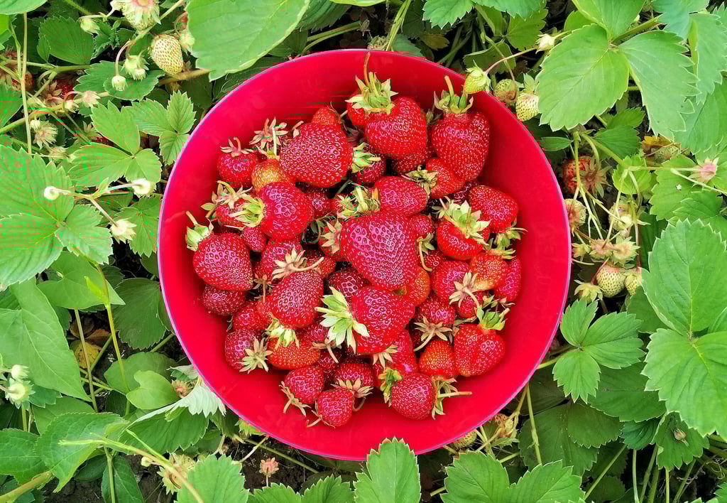 Bald können in Hohenseeden wieder Erdbeeren geerntet werden.