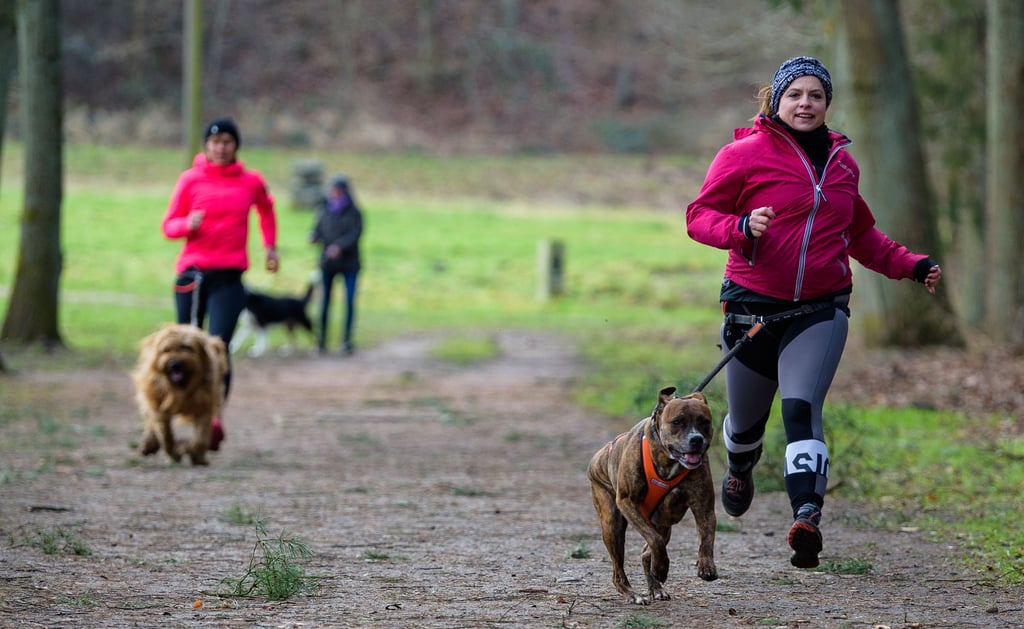 In Klötze sollten Hundehalter beim Gassigehen mit ihren Tieren aufpassen, es sind Giftköder ausgelegt worden.