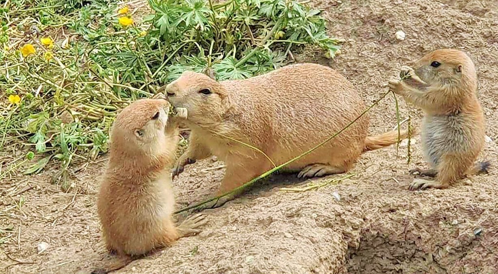 Präriehunde mit Nachwuchs im Tierpark Dessau.