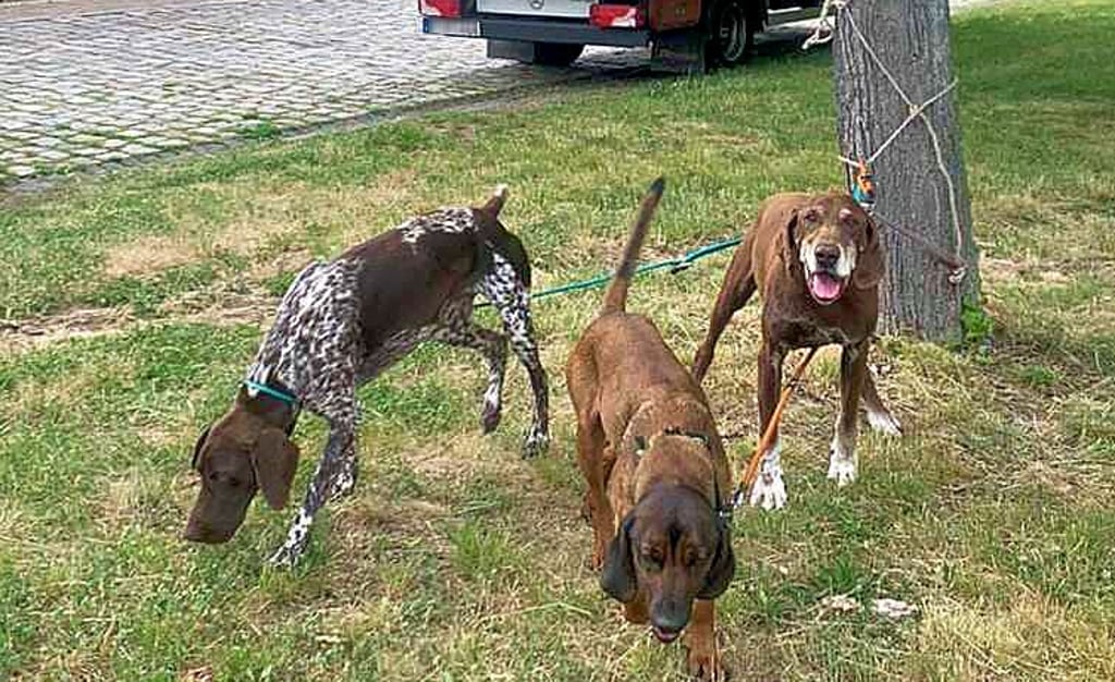 Die drei Hunde in Blösien