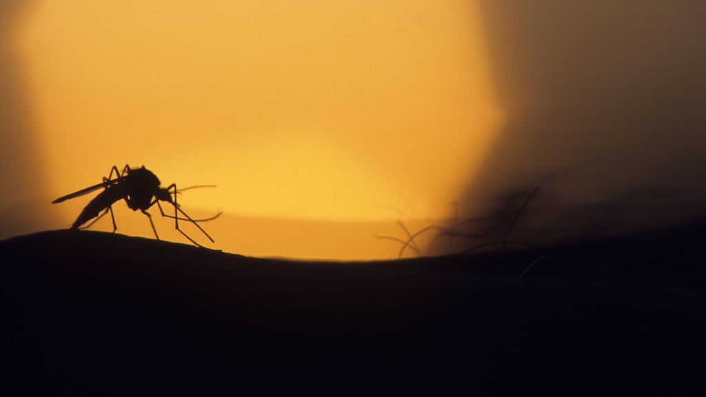 In Deutschland gibt es derzeit 50 verschiedene Stechmückenarten.