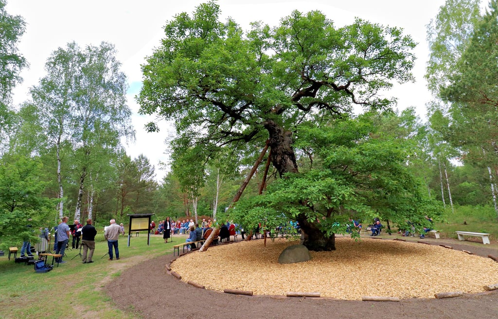 Das Umfeld der Heimateiche in der Glücksburger Heide, an der am Himmelfahrtstag wieder eine Andacht stattfand, haben Mitglieder des Heidevereins in den vergangenen Wochen neu gestaltet.