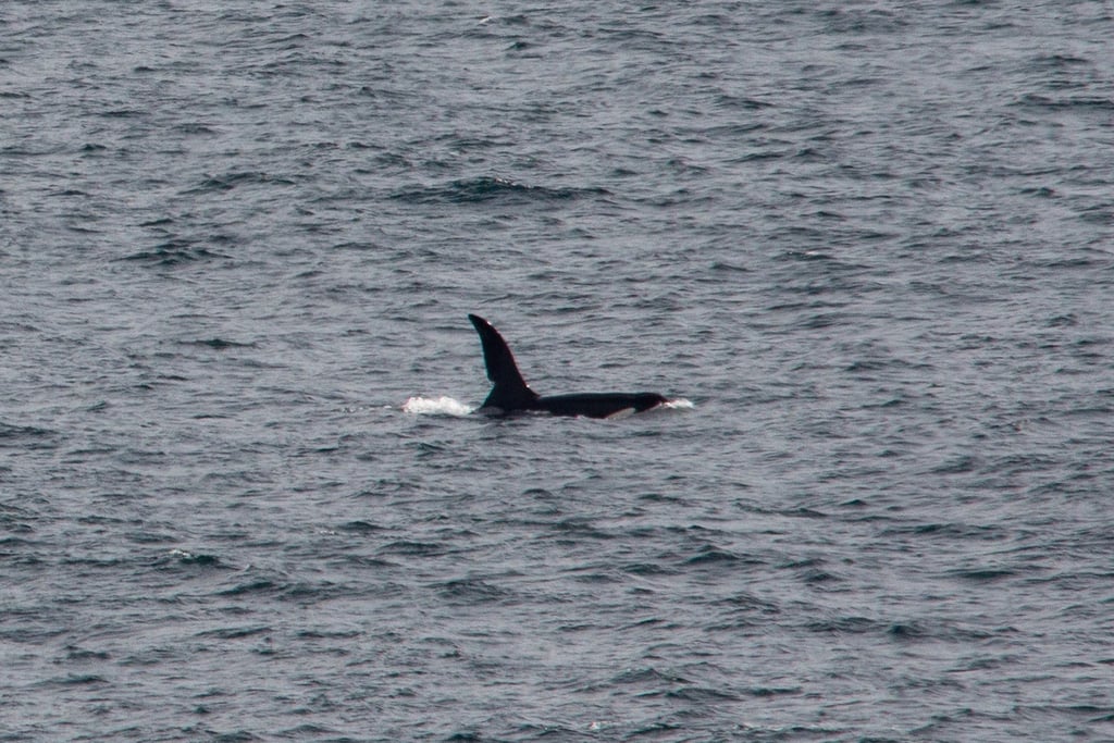 Ein Orca schwimmt vor der Südwestküste Englands. (Symbolbild)