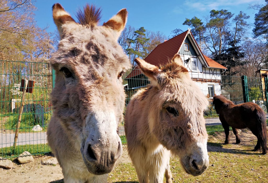 Dieses betagte Eselpaar gehört zu den Bewohnern des Tiergeheges am Fallstein am Osterwiecker Stadtrand.