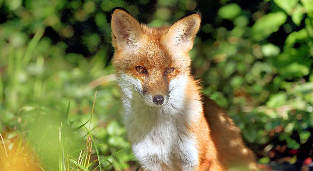 So gut wie dem sogenannten Präsidentenfuchs im Garten des Schlosses Bellevue in Berlin geht es den Füchsen in der Schliefenanlage des Landesforstbetriebs in Mahlpfuhl nicht.