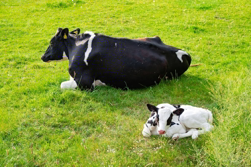 Muttertier und Kalb liegen auf auf einer Weide