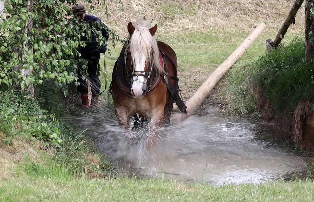 Bernd Schaarschmidt mit Max am Wasserhindernis.