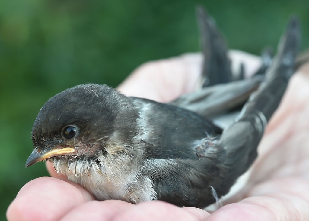 Junge Schwalben, die außerhalb des Nestes gefunden werden, sollte man erst mal nicht einsammeln. Ihre Eltern könnten noch in der Nähe sein.