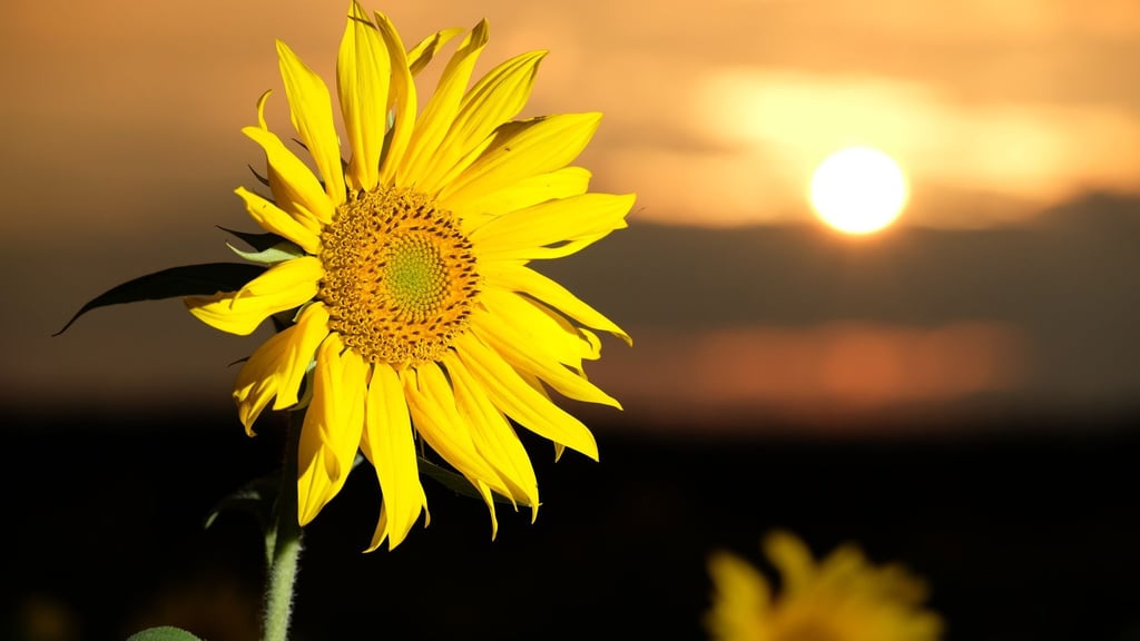 Sonnenblume gleich Sonne en masse? Was sagen die Bauernregeln des Hundertjährigen Kalenders über das Wetter im Juni?