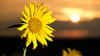Sonnenblume gleich Sonne en masse? Was sagen die Bauernregeln des Hundertjährigen Kalenders über das Wetter im Juni?