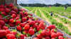 Die ersten Erdbeerfelder in Sachsen-Anhalt haben geöffnet.