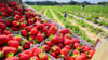 In Sachsen-Anhalt gibt es im ganzen Land Betreiber von Erdbeerfeldern, bei denen selbst gepflückt werden kann.
