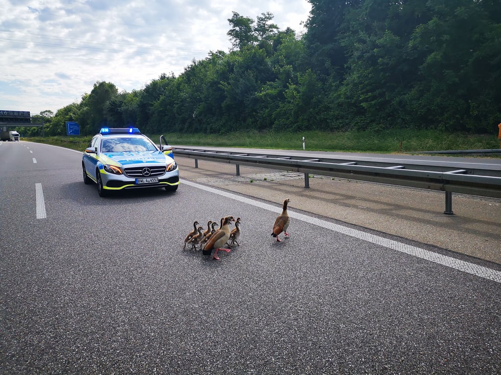 Ein Gänse-Ausflug auf der Autobahn.