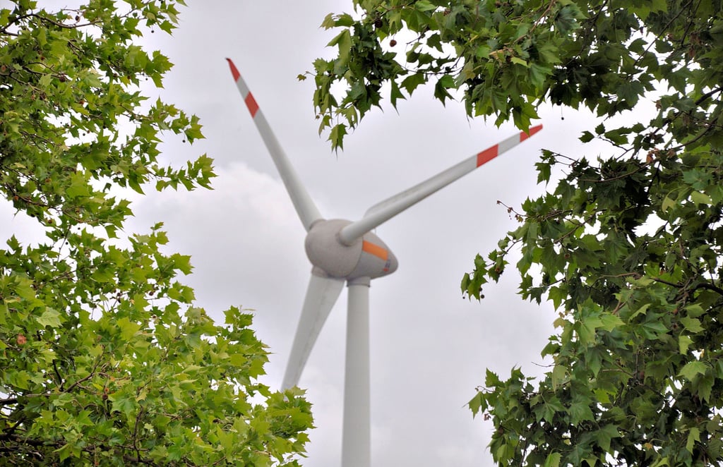Die grüne Energie spielt im Energieverbrauch Magdeburgs eine größere Rolle als in Nachbarkreisen. Hier der Blick durch das Blätterdach der Platanen am August-Bebel-Damm auf eine Windkraftanlage im Norden Magdeburgs.