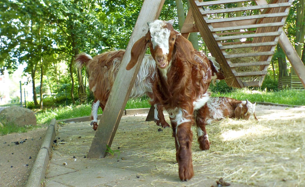 Zwei Owambo Schafe sind vor vier Wochen geboren worden.