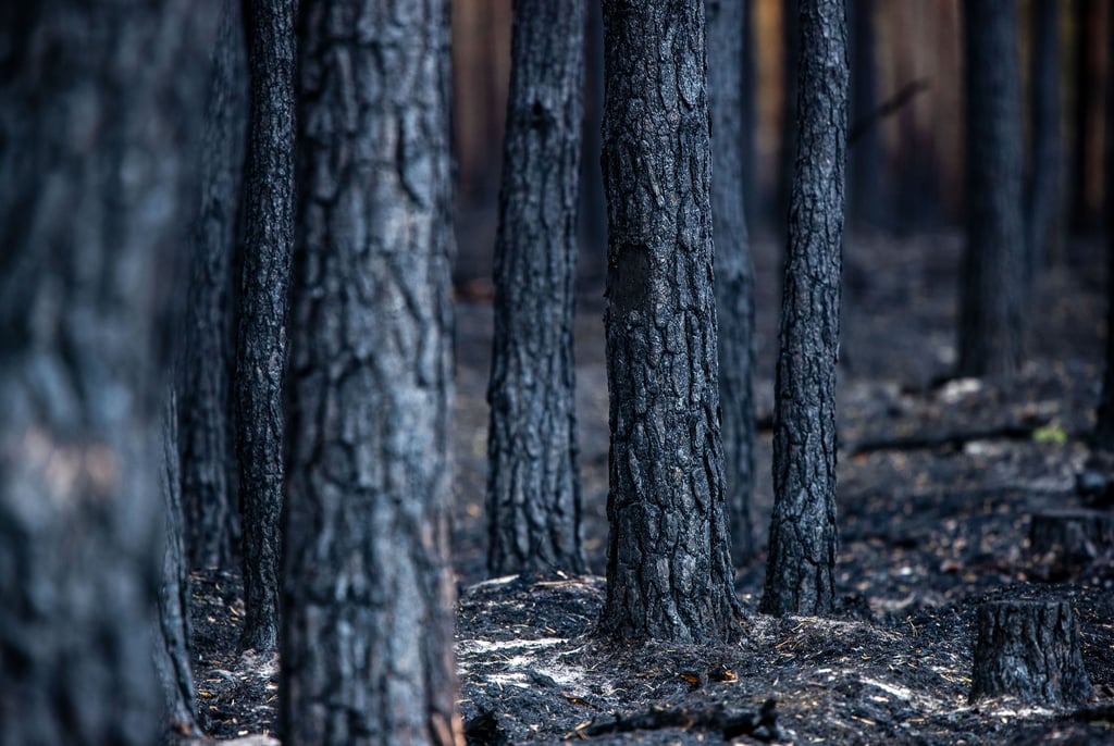 Verkohlte Baumstämme nach einem Waldbrand: Im Landkreis Harz war es in den vergangenen Wochen zu mehreren Löscheinsätzen in Wäldern gekommen.