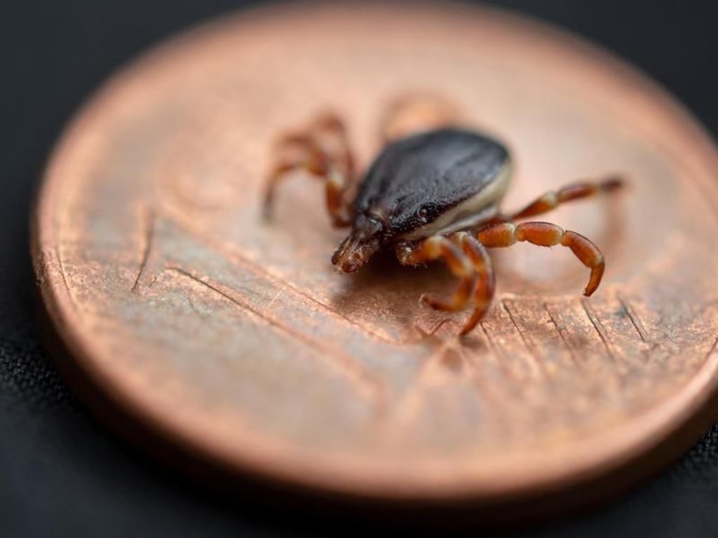 Eine Hyalomma rufipes (Männchen) Zecke liegt auf einer Ein-Cent-Münze.