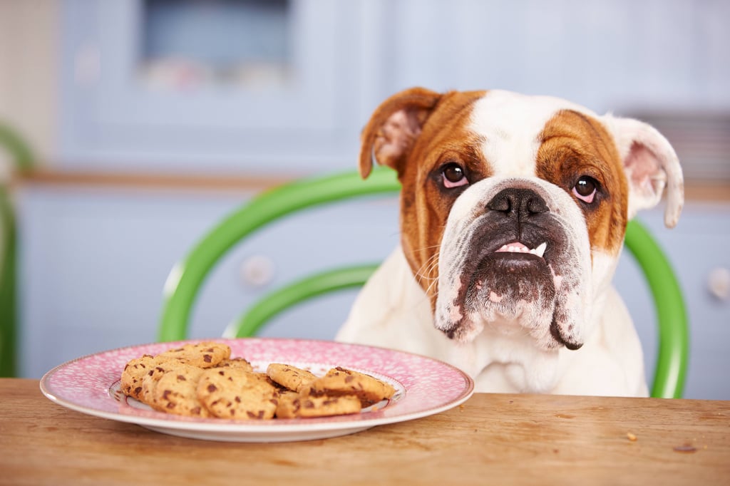 Im "Happy Bark Day" in Dubai dreht sich alles um die Hunde. Die Leckereien sehen toll aus und sind gesund.