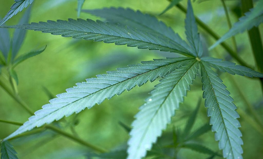 Im Landkreis Stendal haben mehrere Männer mit Cannabis-Plantagen mehr als eine Million Euro verdient.