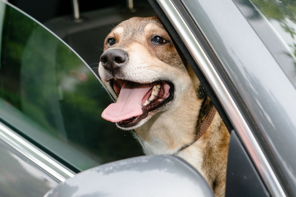 Hund bei Hitze im Auto - Was kann ich tun - darf ich Scheibe einschlagen?