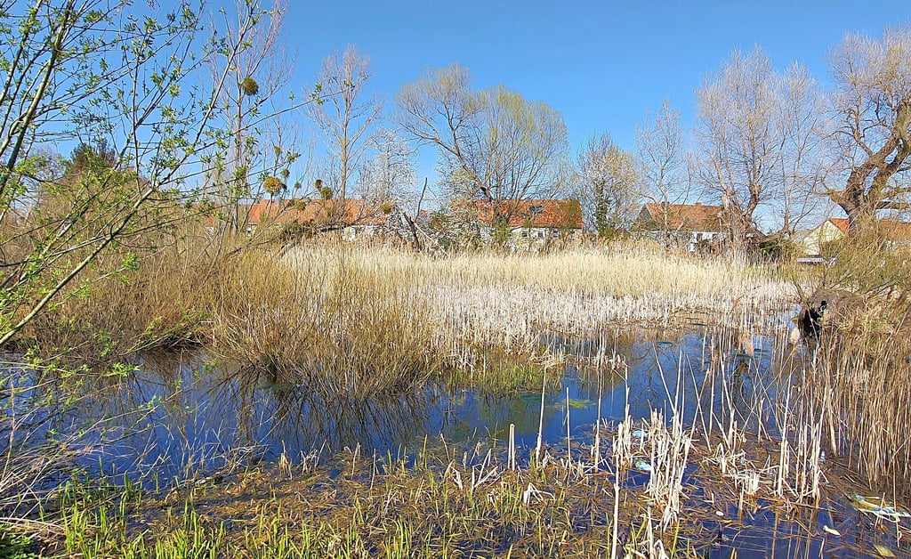 Wasserschaden Idyllischer Teich in Wernigerode für feuchte Keller
