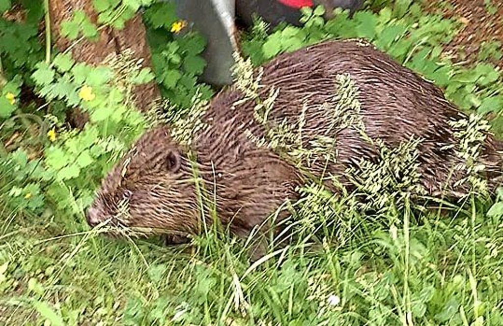 Der Biber ist wieder im angestammten Revier. 