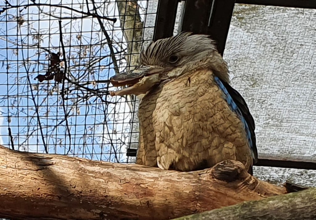 Vor einigen Monaten hat die Eisvogel-Dame im Zoo Magdeburg einen Teil ihres Schnabels verloren.