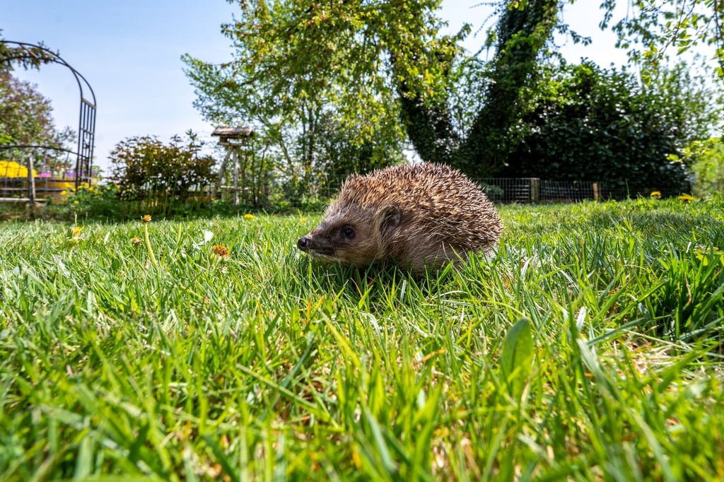Weil sie sich bei Gefahr einrollen und nicht flüchten, sind häufig Igel von Verletzungen betroffen.