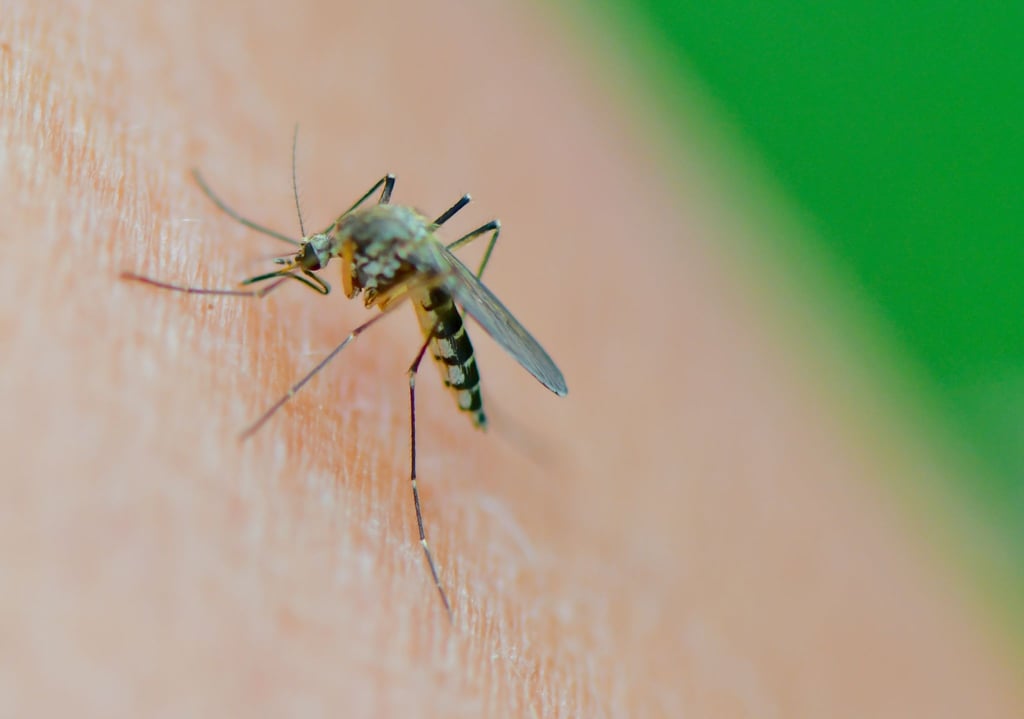 Mückenart Aedes vexans: Viele Mückenarten haben derzeit ideale Brutbedingungen.