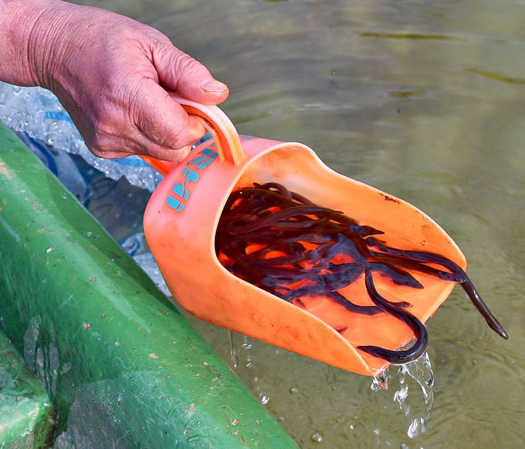 Die jungen Aale werden den Fischbestand in der Blauen Perle in den nächsten Jahren bereichern.