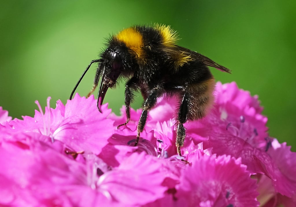 Am Freitag startet wieder die bundesweite Mitmachaktion „Insektensommer“ des Naturschutzbunds Deutschland (Nabu).