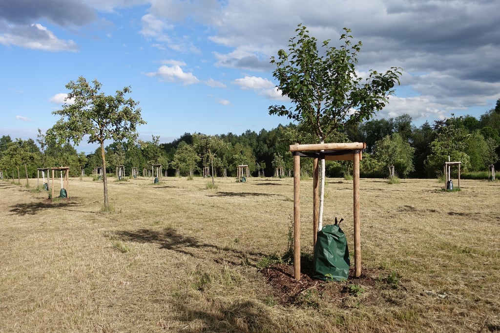 Die Streuobstwiese am Niendorfer Grund in Magdeburg war als Ausgleichsmaßnahme für ein Bauprojekt geschaffen worden.