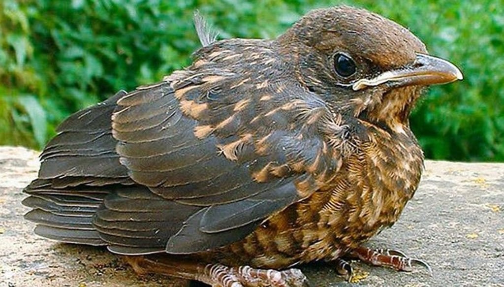 Braucht das Amseljunge Hilfe? Nein, braucht es nicht. Denn die kleinen Vögel werden weiterhin von ihren Eltern versorgt.