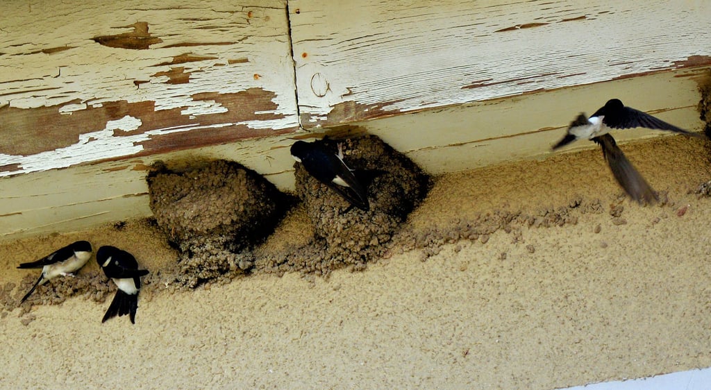 Mehlschwalbennester hängen unterm Dachkasten eines Hauses in Halberstadt.