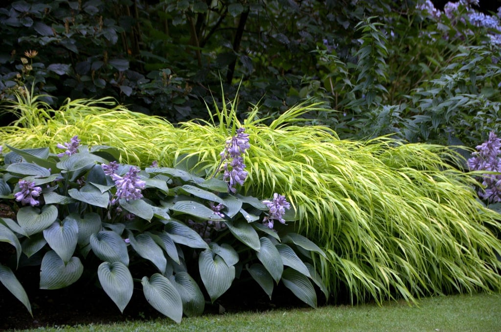 Haben Sie schattige Eckchen im Garten, die sie nicht so recht zu bepflanzen wissen? Stauden machen aus kargen Winkeln echte Blickfänge.