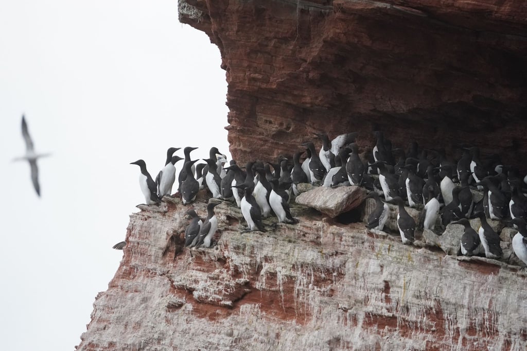 Jedes Jahr Mitte Juni beginnt auf Helgoland der sogenannte Lummensprung.