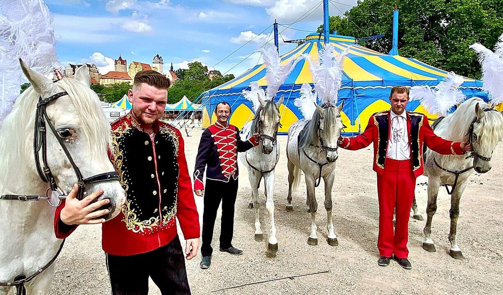 Die vier Araberpferde sind eine der Hauptattraktionen der Show.
